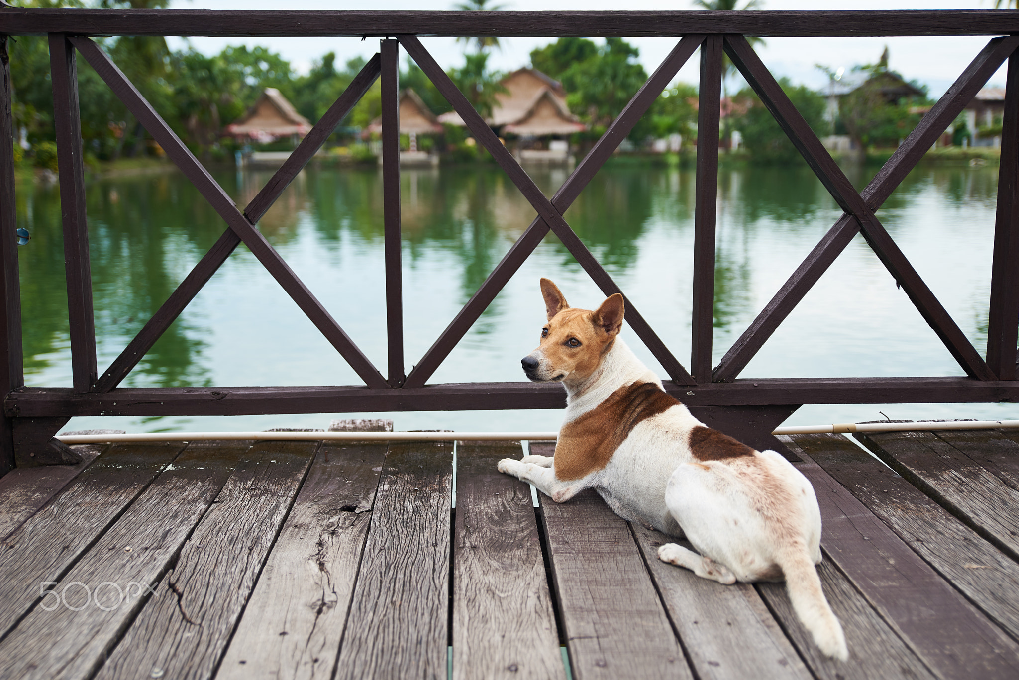 Lovely Dog