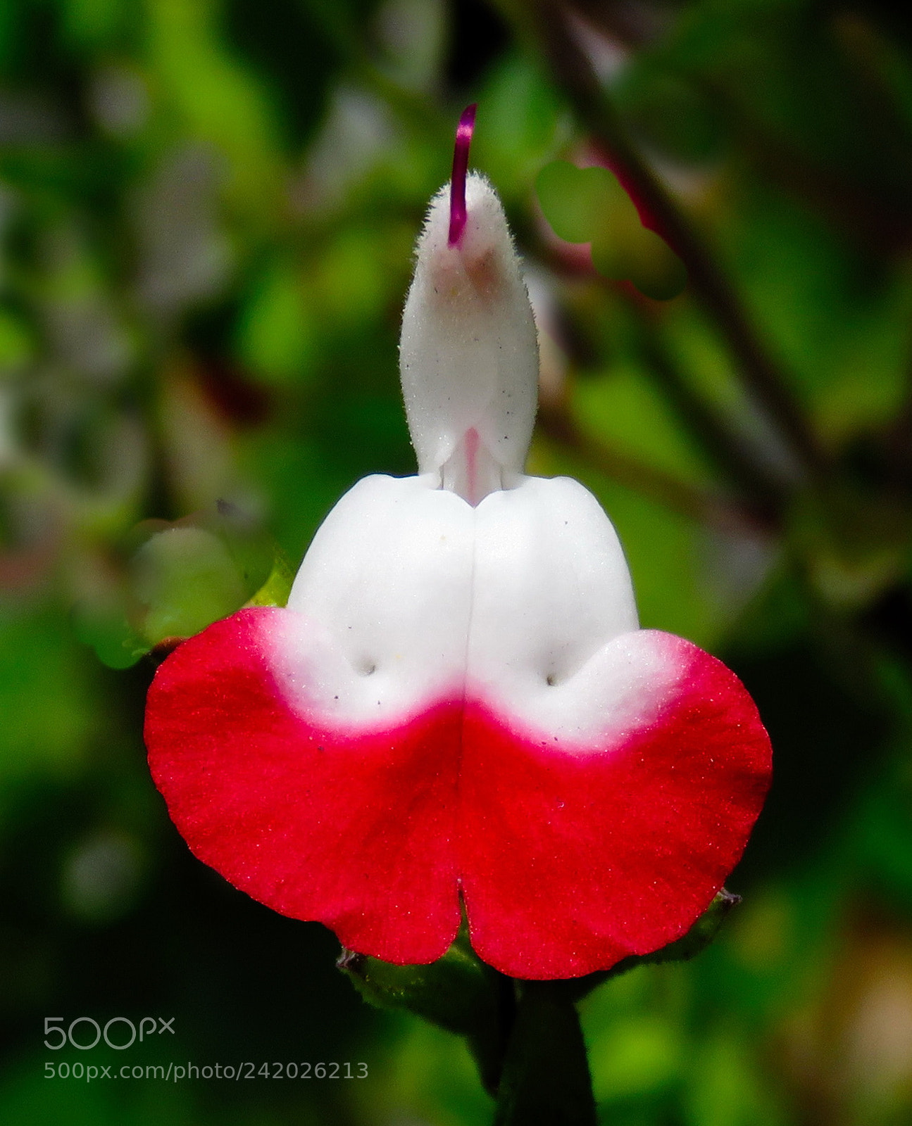 Canon PowerShot SX60 HS sample photo. Red heart flower in photography