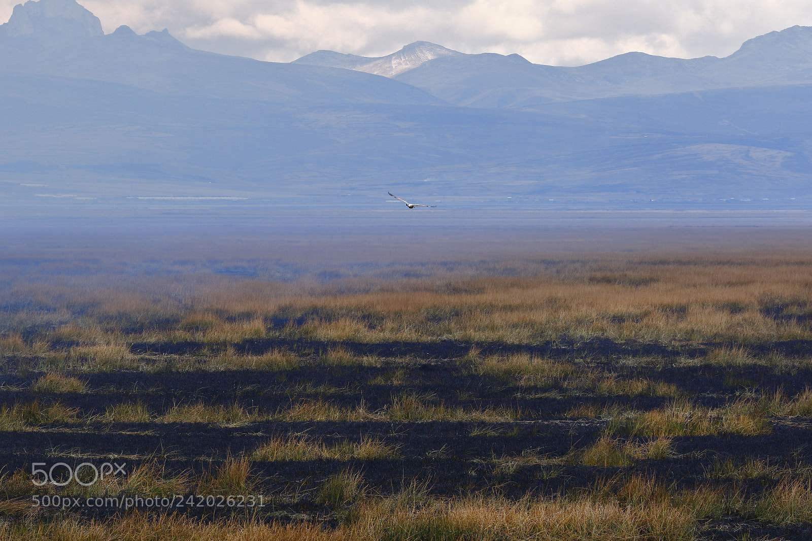 Canon EOS 7D Mark II sample photo. Quema de pastizales andinos photography