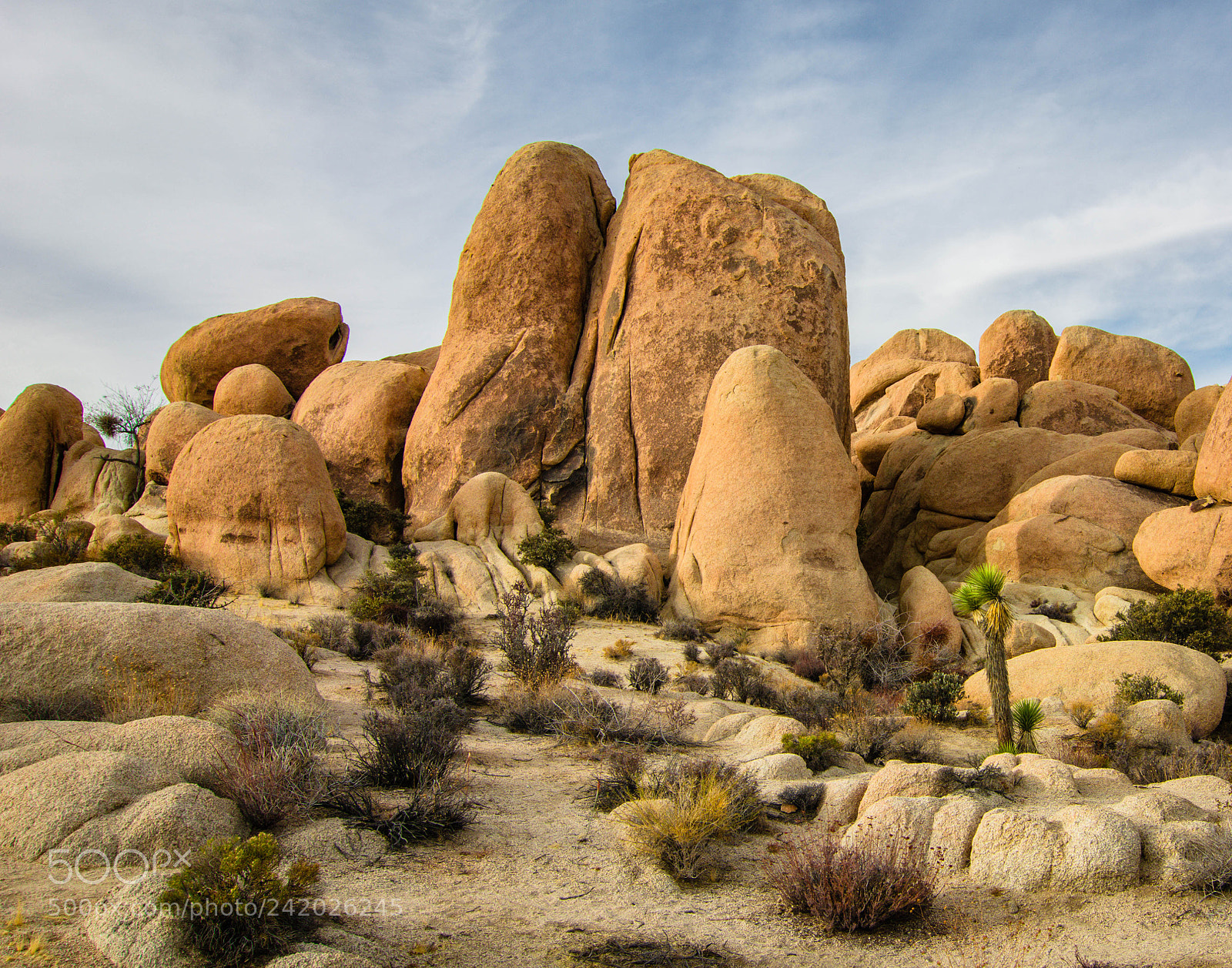 Nikon D7100 sample photo. Joshua tree photography