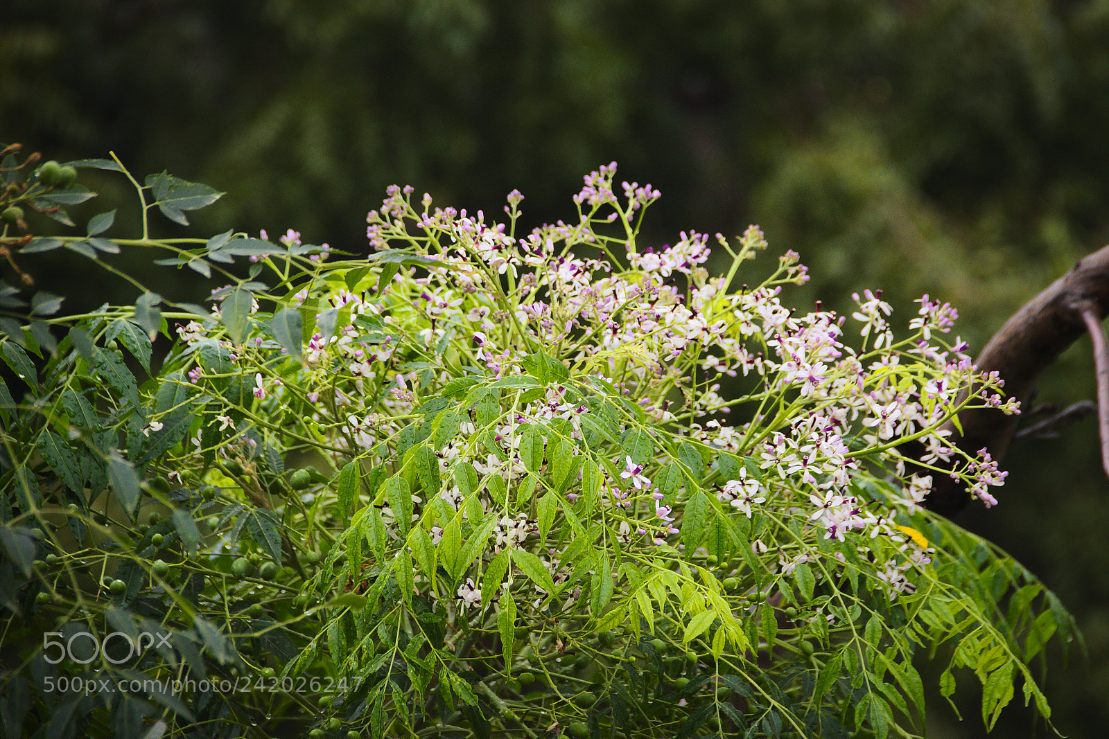 Canon EF-S 18-135mm F3.5-5.6 IS sample photo. Greenery behind our house photography