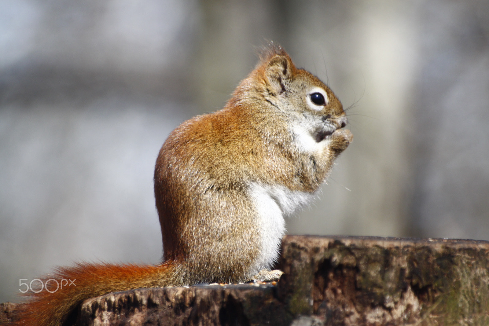 Sigma 70-300mm F4-5.6 APO DG Macro sample photo. 9718560317.jpg photography