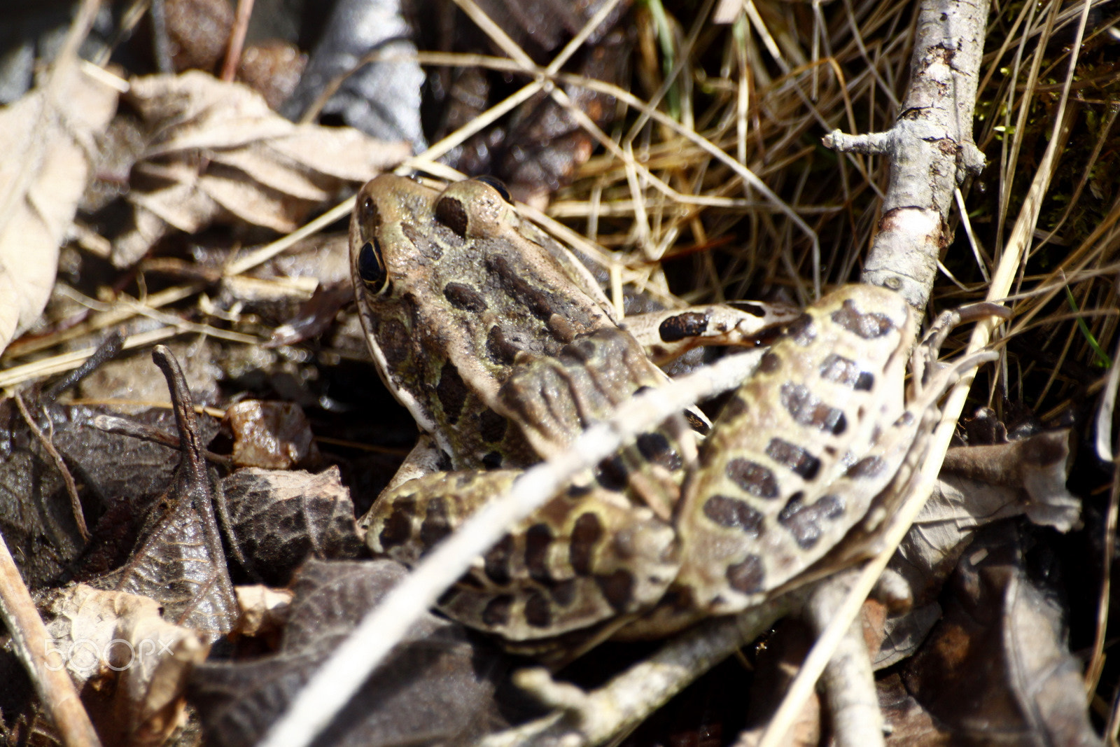 Sigma 70-300mm F4-5.6 APO DG Macro sample photo. 9718562567.jpg photography