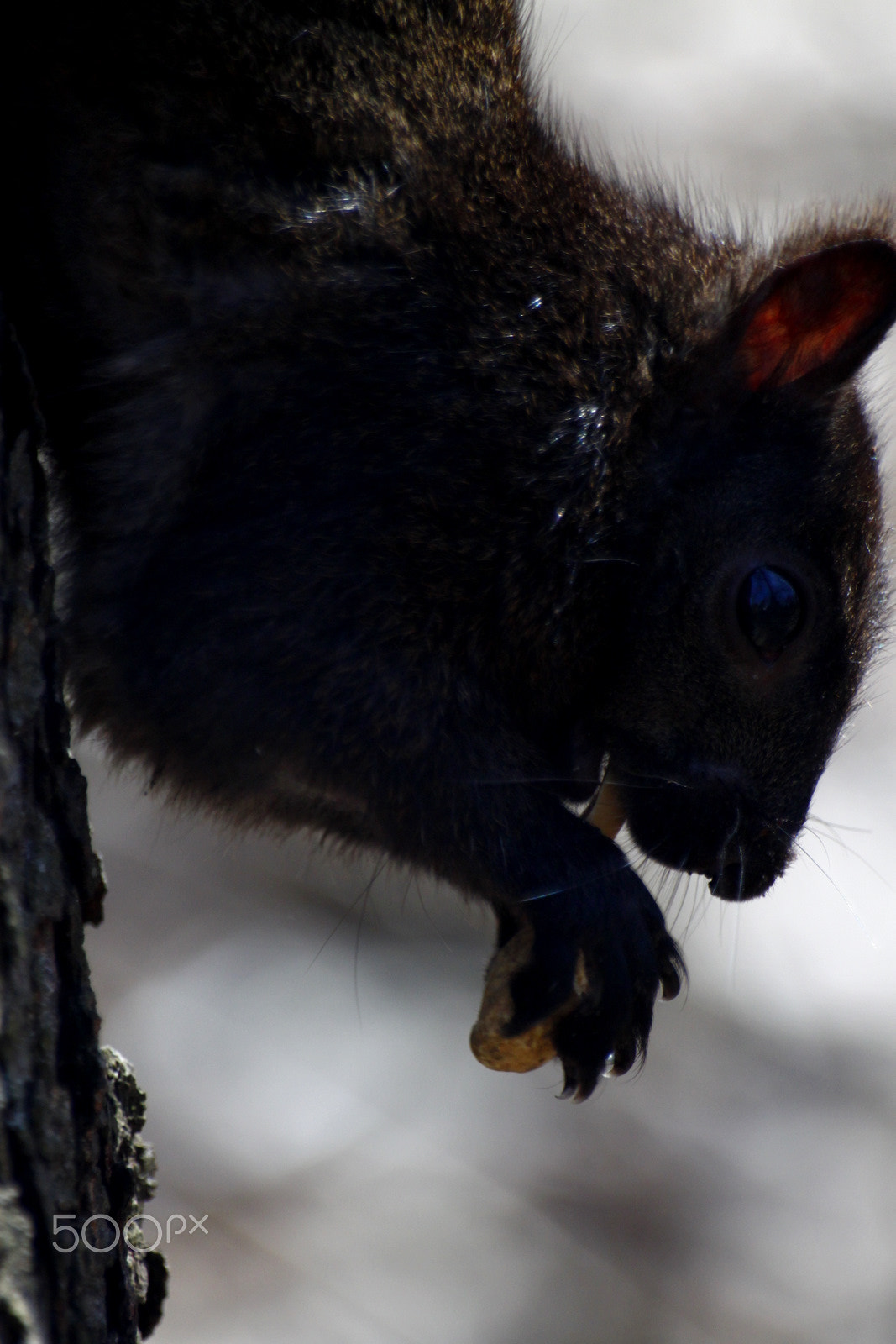 Sigma 70-300mm F4-5.6 APO DG Macro sample photo. 9721787832.jpg photography