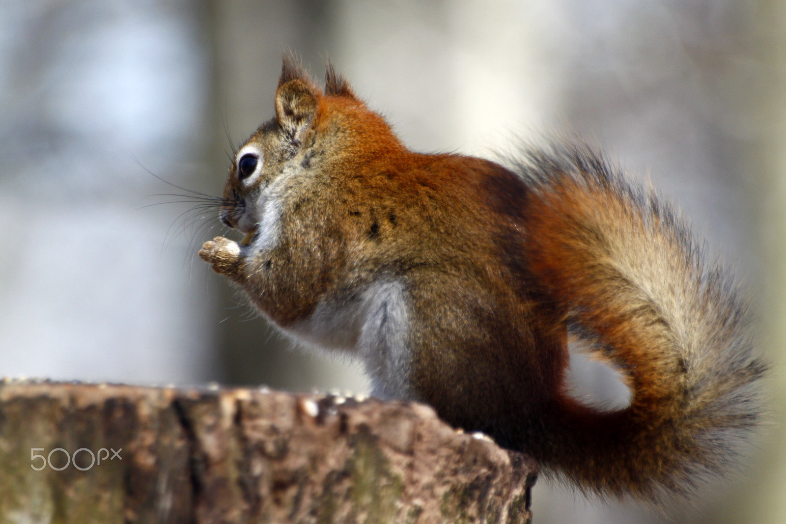 Sigma 70-300mm F4-5.6 APO DG Macro sample photo. 9721787318.jpg photography