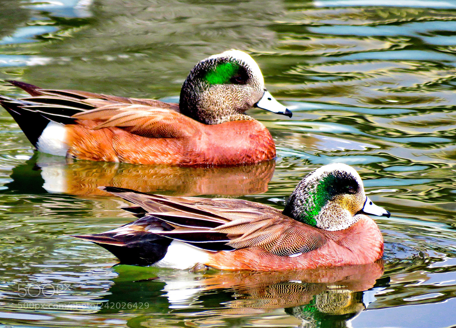 Canon PowerShot SX60 HS sample photo. Two ducks swimming in photography