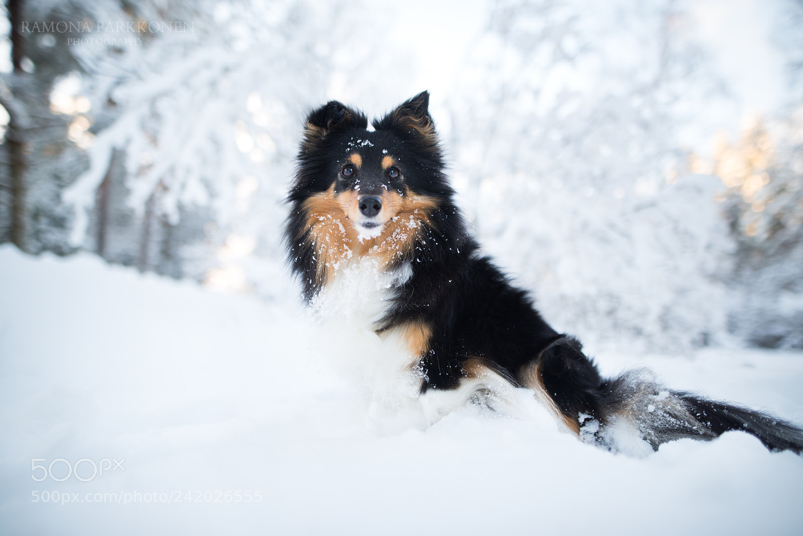 Nikon D810 sample photo. Snowy tuittu photography