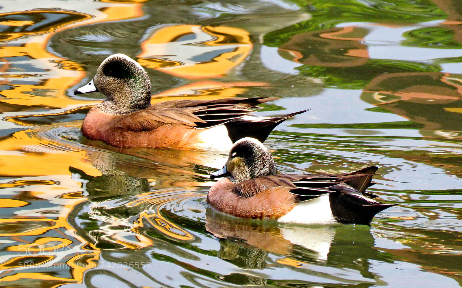 Canon PowerShot SX60 HS sample photo. Two ducks swimming in photography