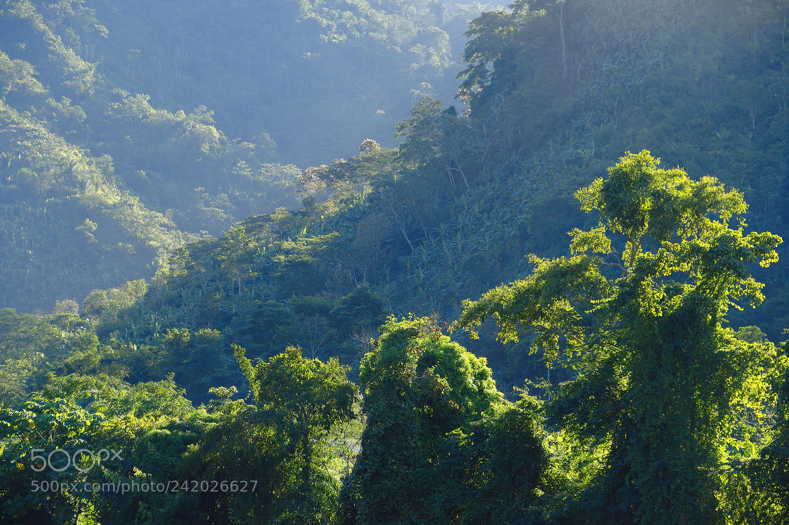 Canon EOS 7D Mark II sample photo. Selva alta photography
