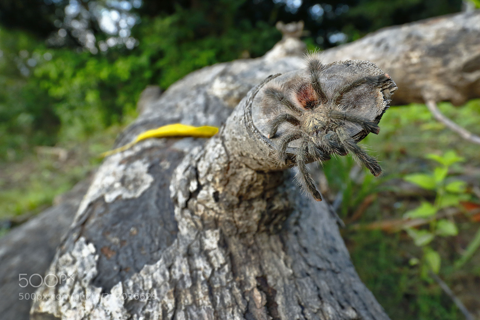 Canon EOS 7D Mark II sample photo. Tarantula de patas rosadas photography