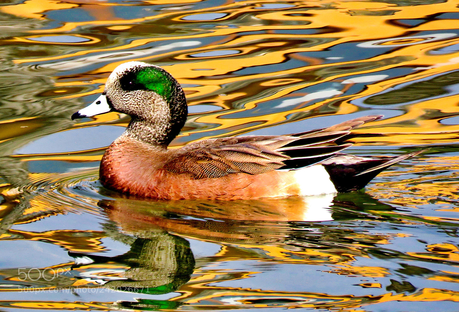 Canon PowerShot SX60 HS sample photo. A duck swimming in photography
