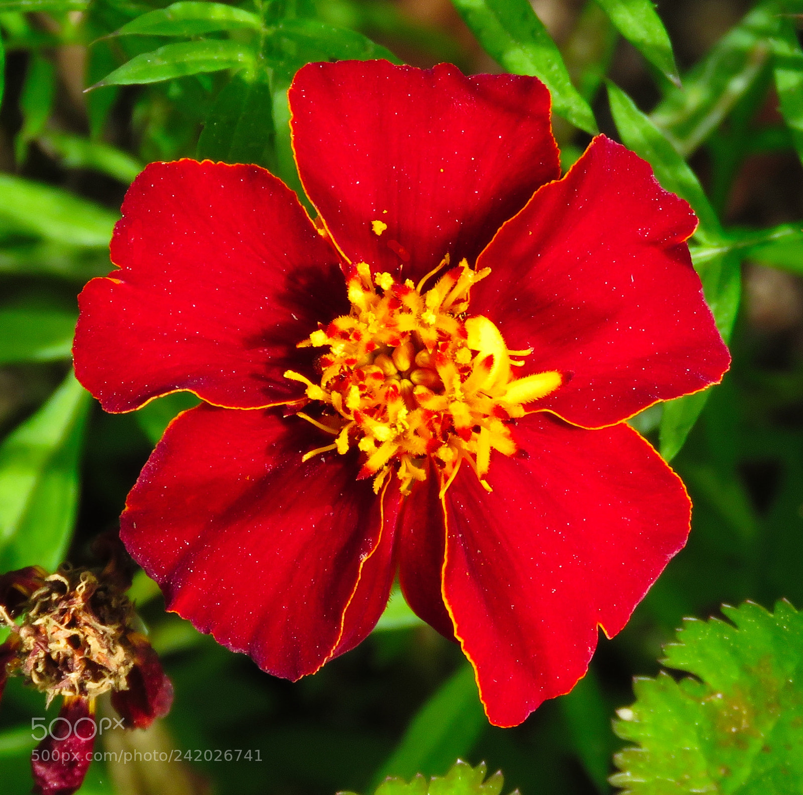 Canon PowerShot SX60 HS sample photo. A nice red flower photography