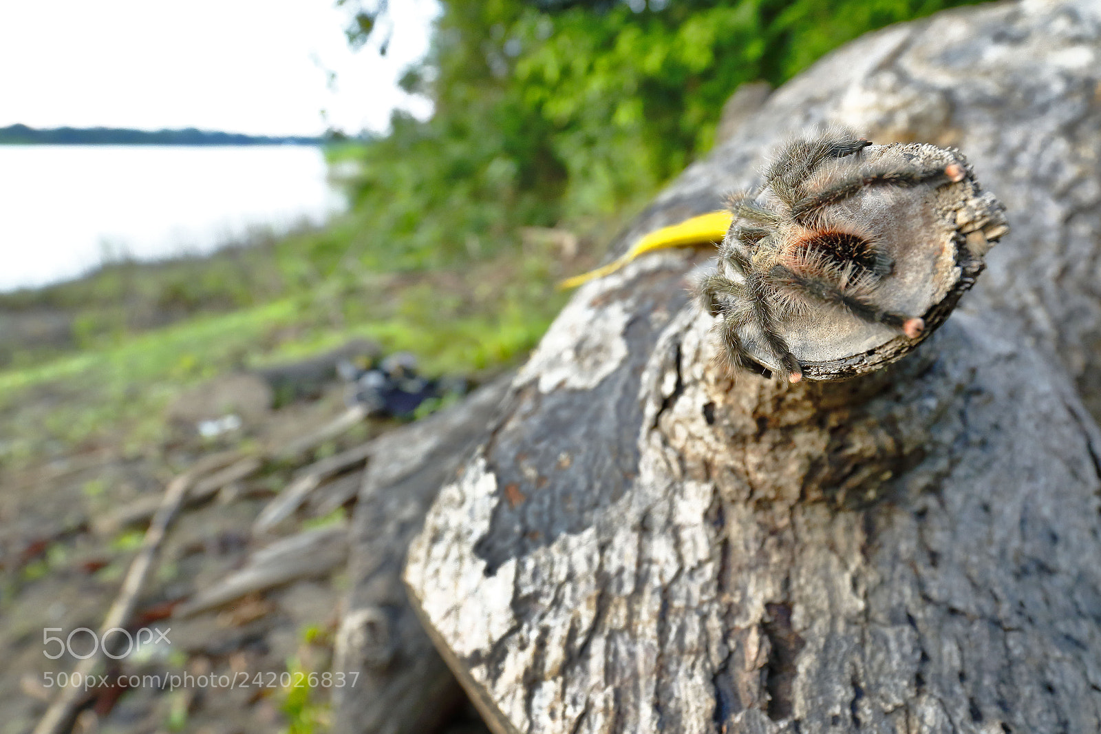 Canon EOS 7D Mark II sample photo. Tarantula de patas rosadas photography