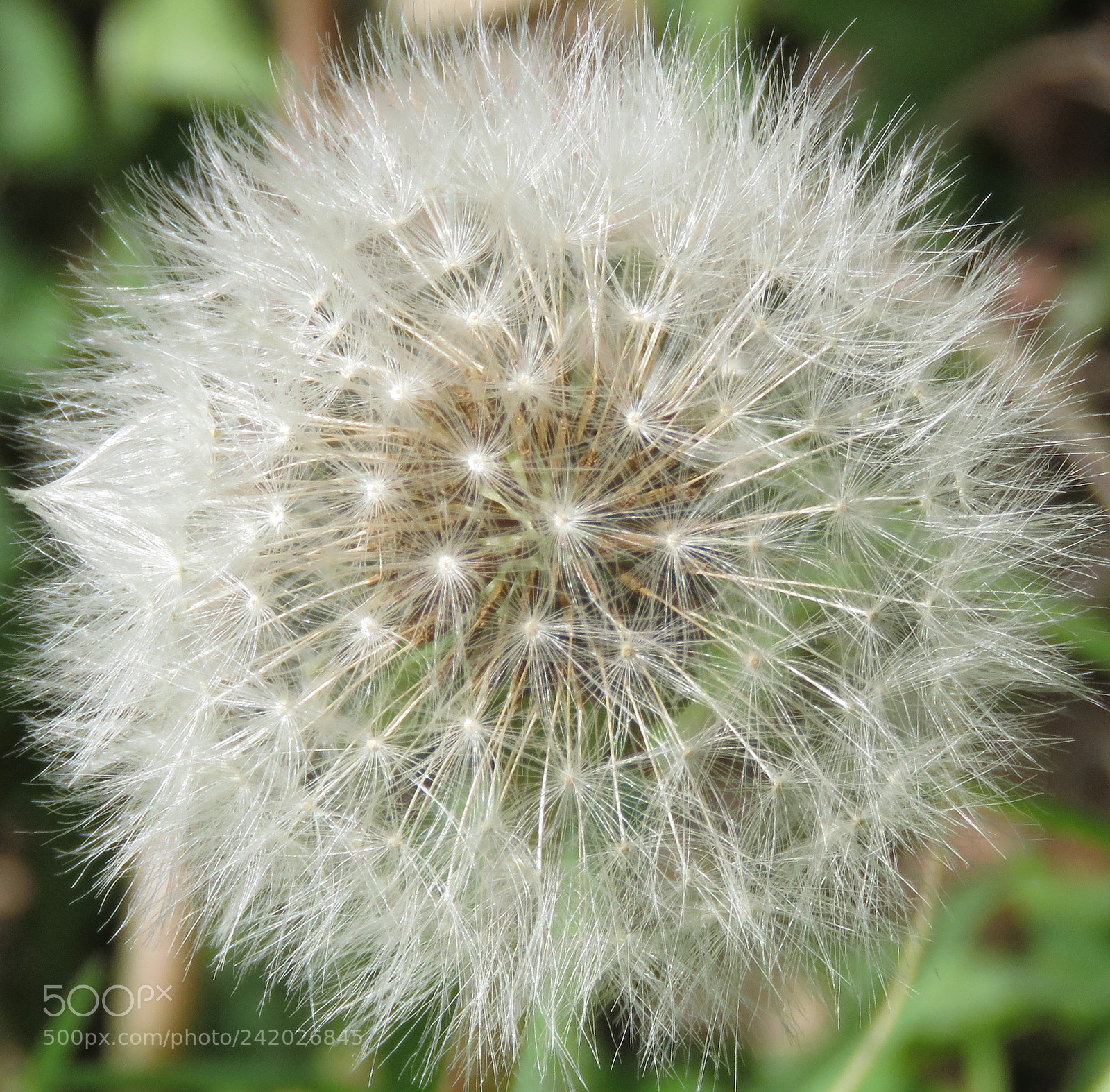Canon PowerShot SX60 HS sample photo. Another nice puffball flower photography