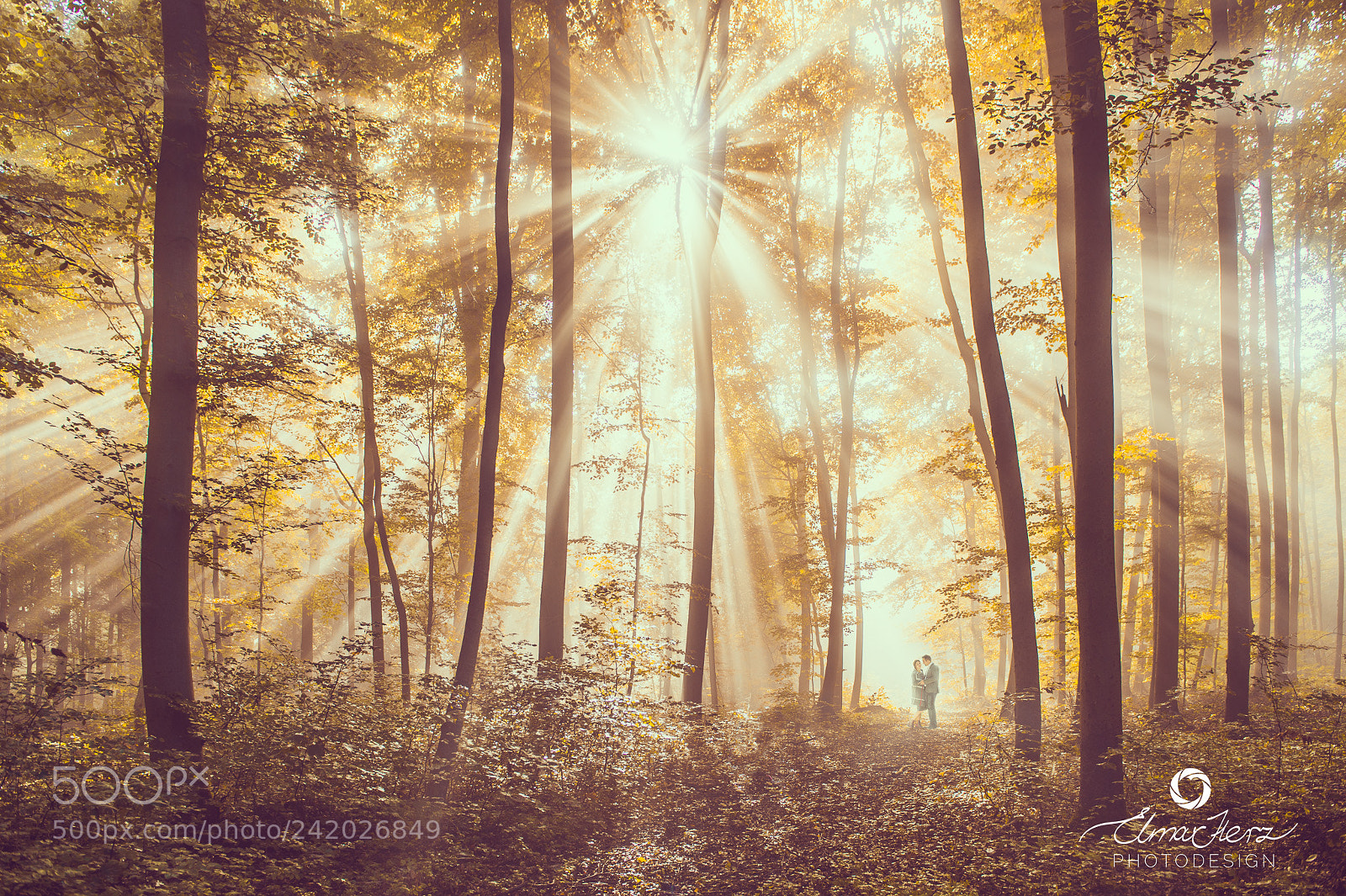 Nikon D4 sample photo. Light forest photography