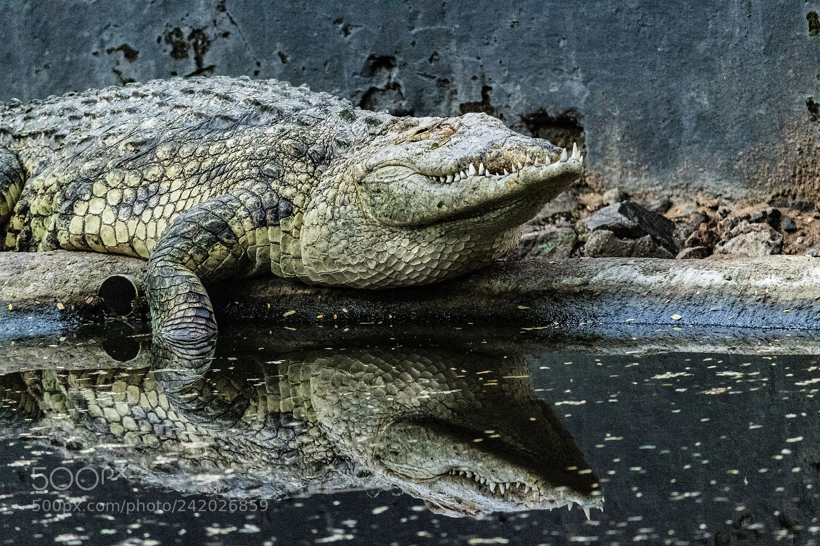 Canon EOS 1300D (EOS Rebel T6 / EOS Kiss X80) sample photo. Crocodile photography