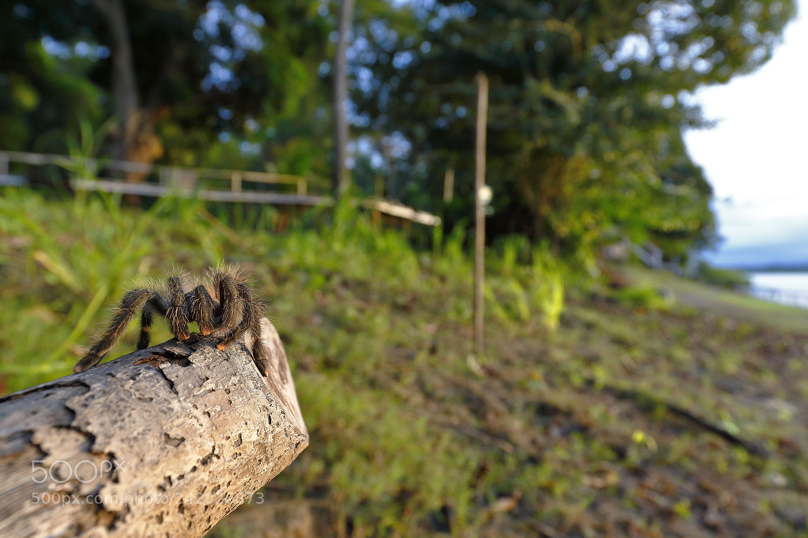 Canon EOS 7D Mark II sample photo. Tarantula de patas rosadas photography