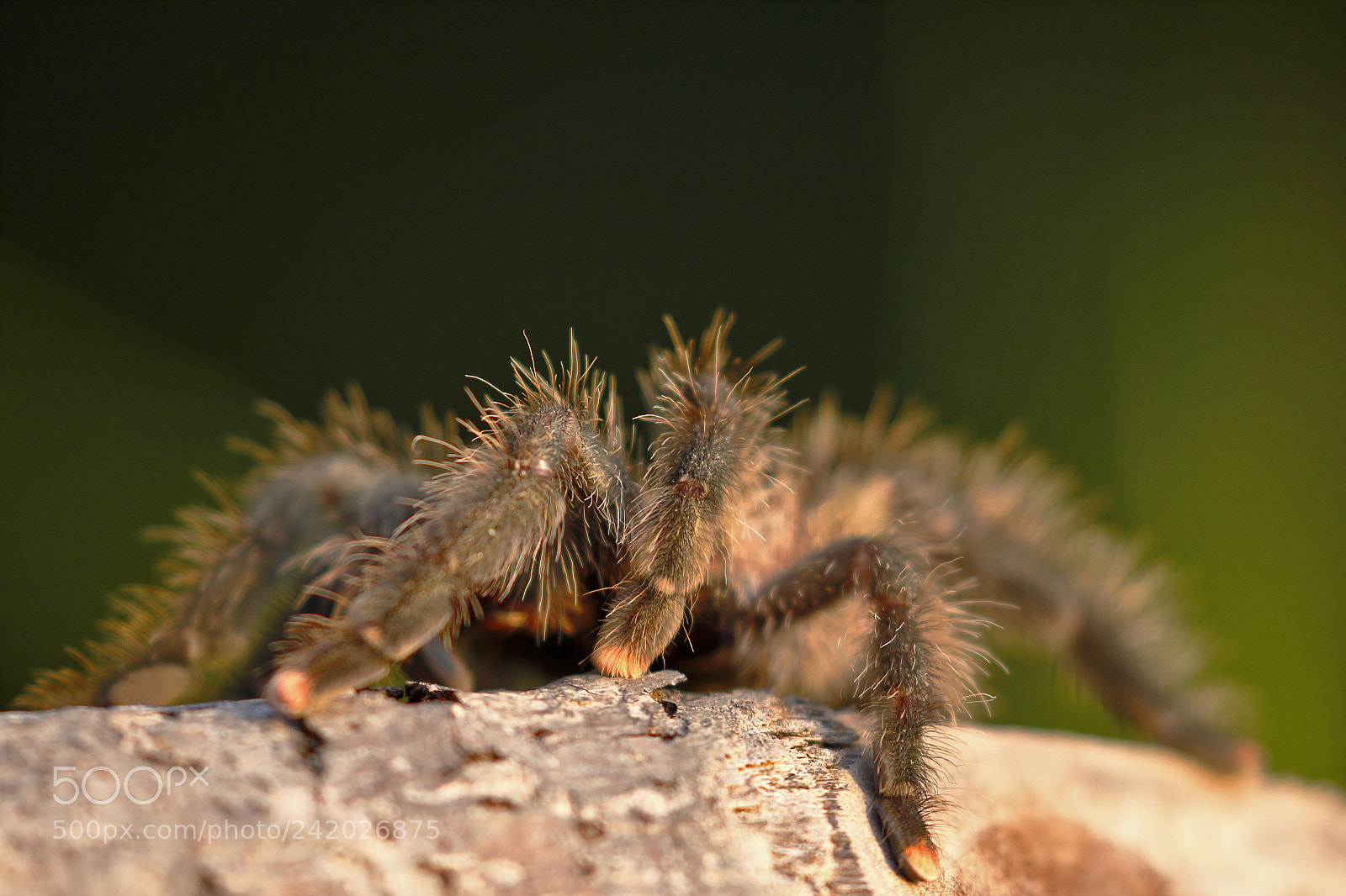 Canon EOS 7D Mark II sample photo. Tarantula de patas rosadas photography
