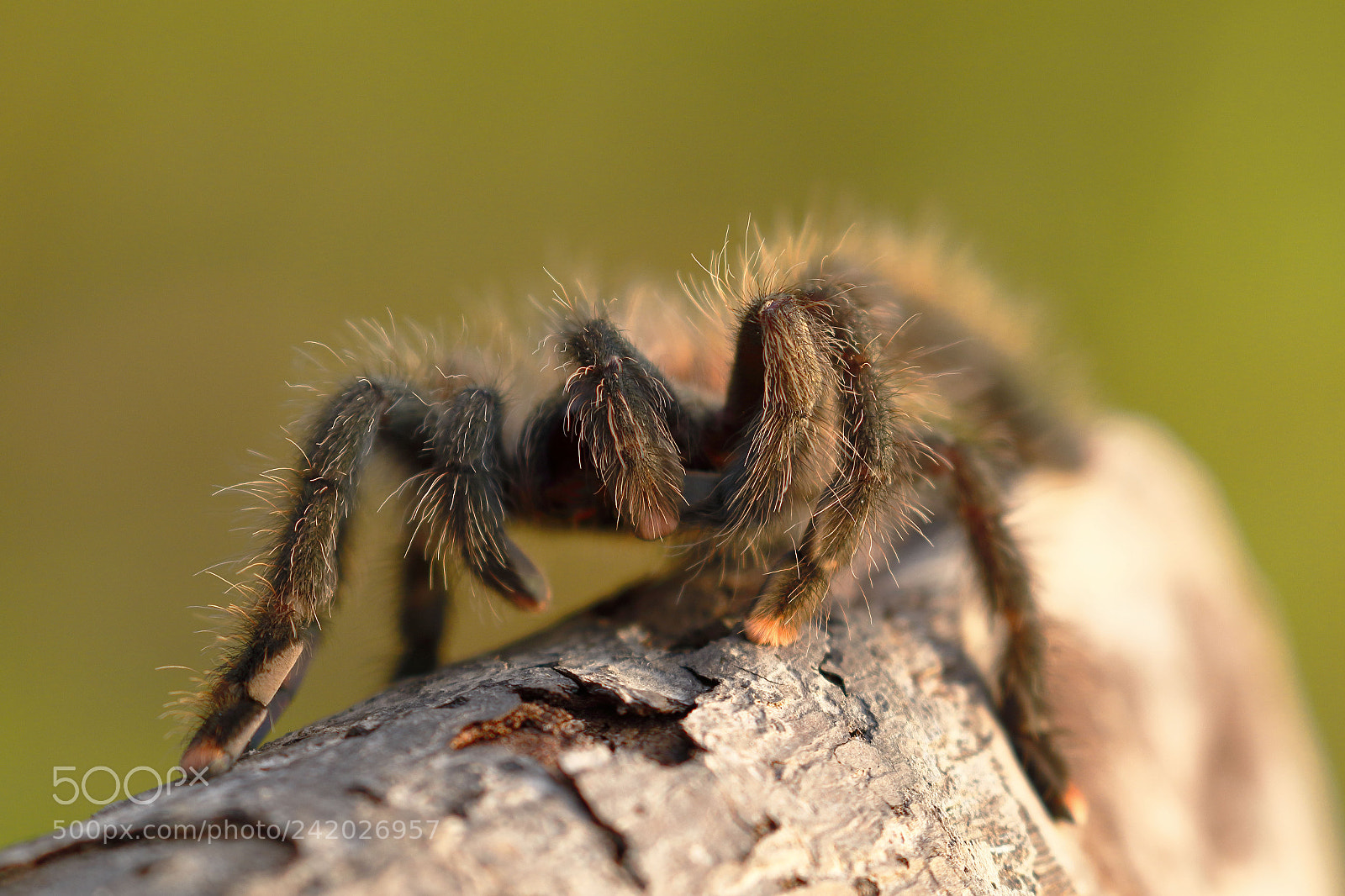 Canon EOS 7D Mark II sample photo. Tarantula de patas rosadas photography