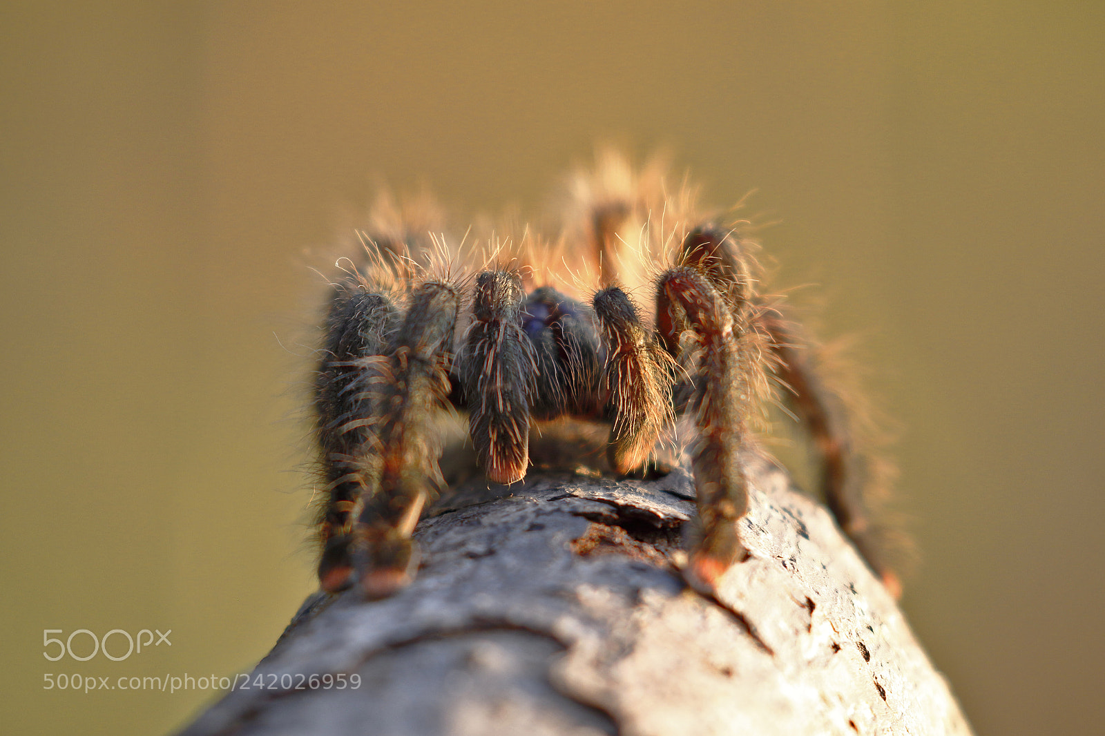 Canon EOS 7D Mark II sample photo. Tarantula de patas rosadas photography