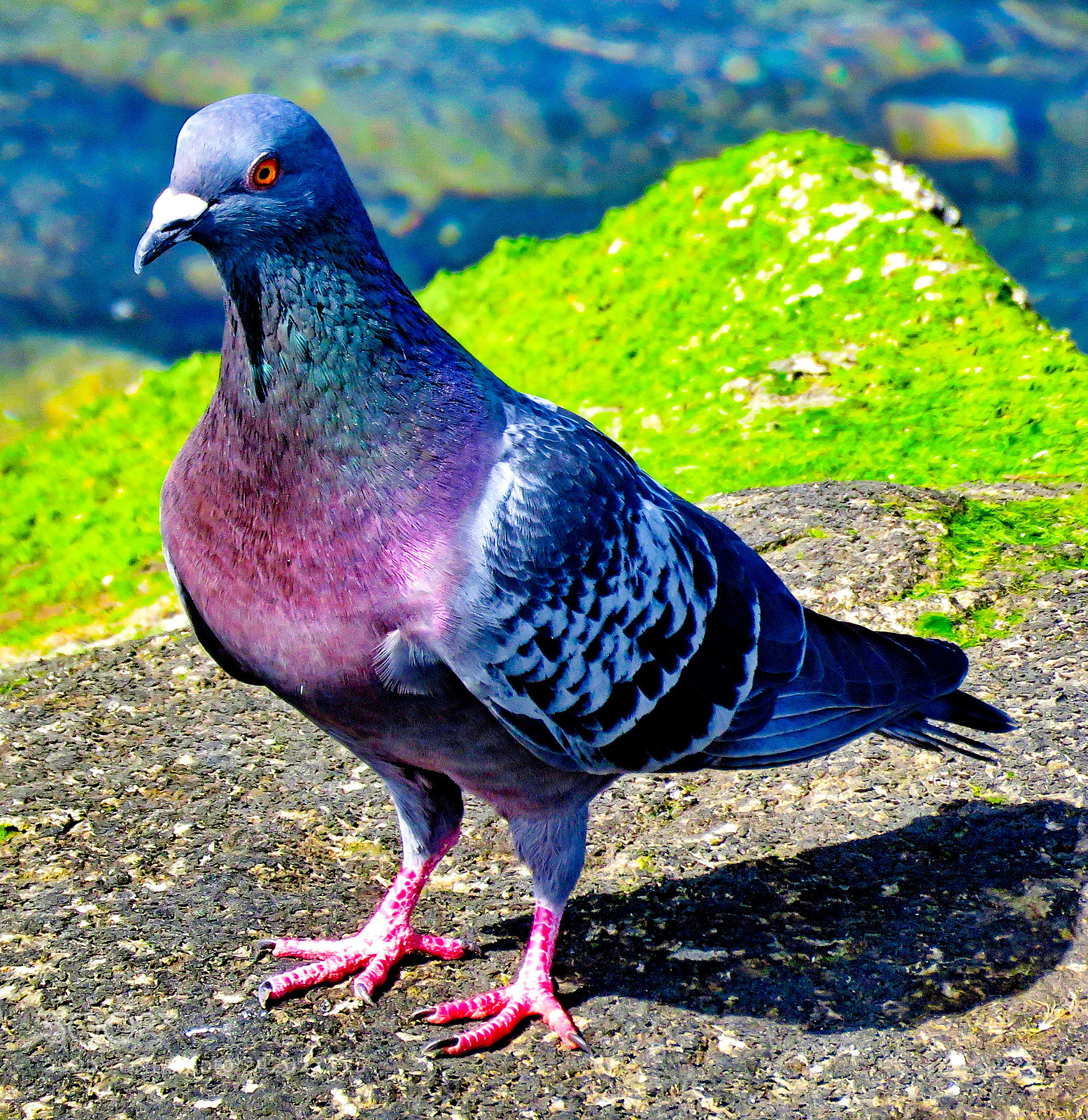 Canon PowerShot SX60 HS sample photo. A pigeon walking in photography