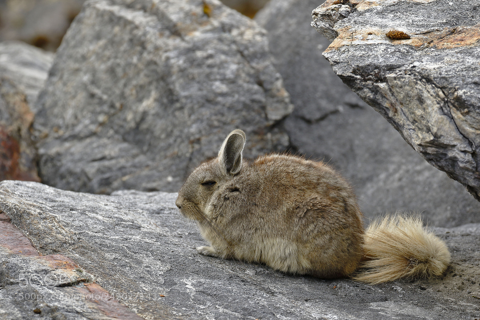 Canon EOS 7D Mark II sample photo. Vizcacha (lagidium viscacia) photography