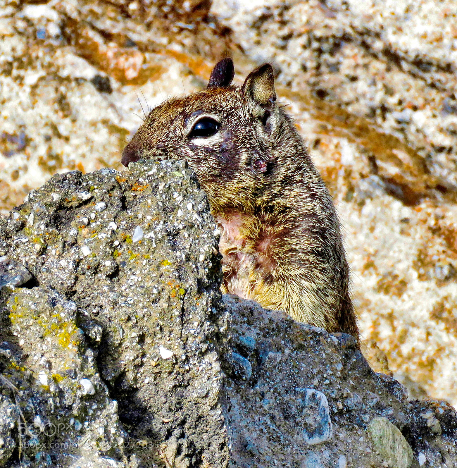 Canon PowerShot SX60 HS sample photo. A squirrel peaking at photography