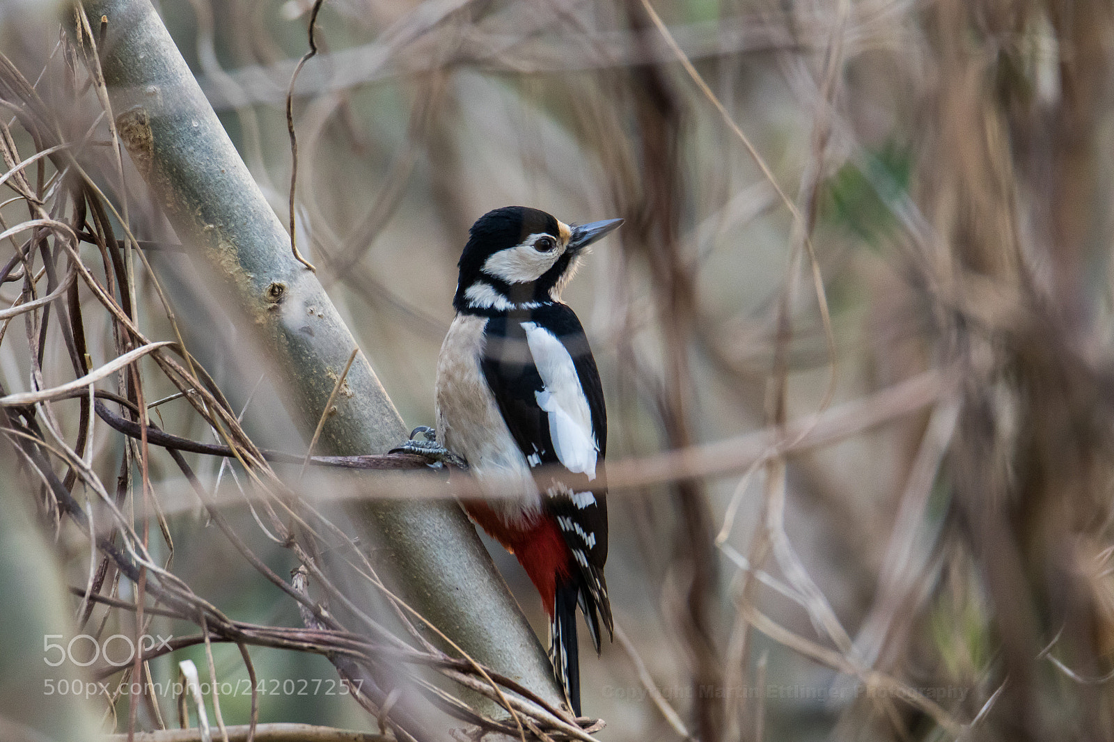 Canon EOS 7D Mark II sample photo. Great woodpecker ( dendrocopos major ) 09012018 photography