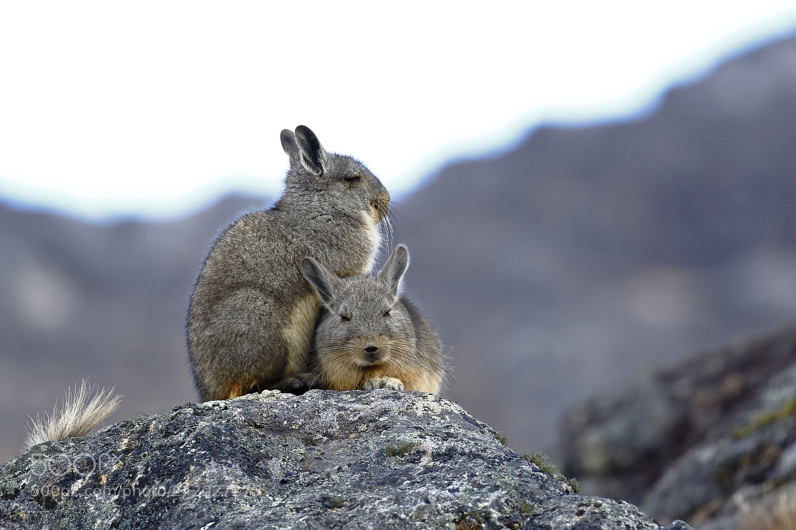 Canon EOS 7D Mark II sample photo. Vizcacha (lagidium viscacia) photography