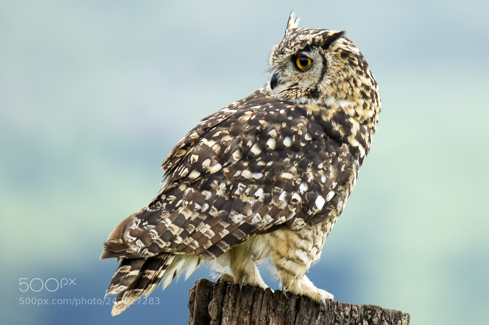 Canon EOS 7D Mark II sample photo. Spotted eagle owl photography