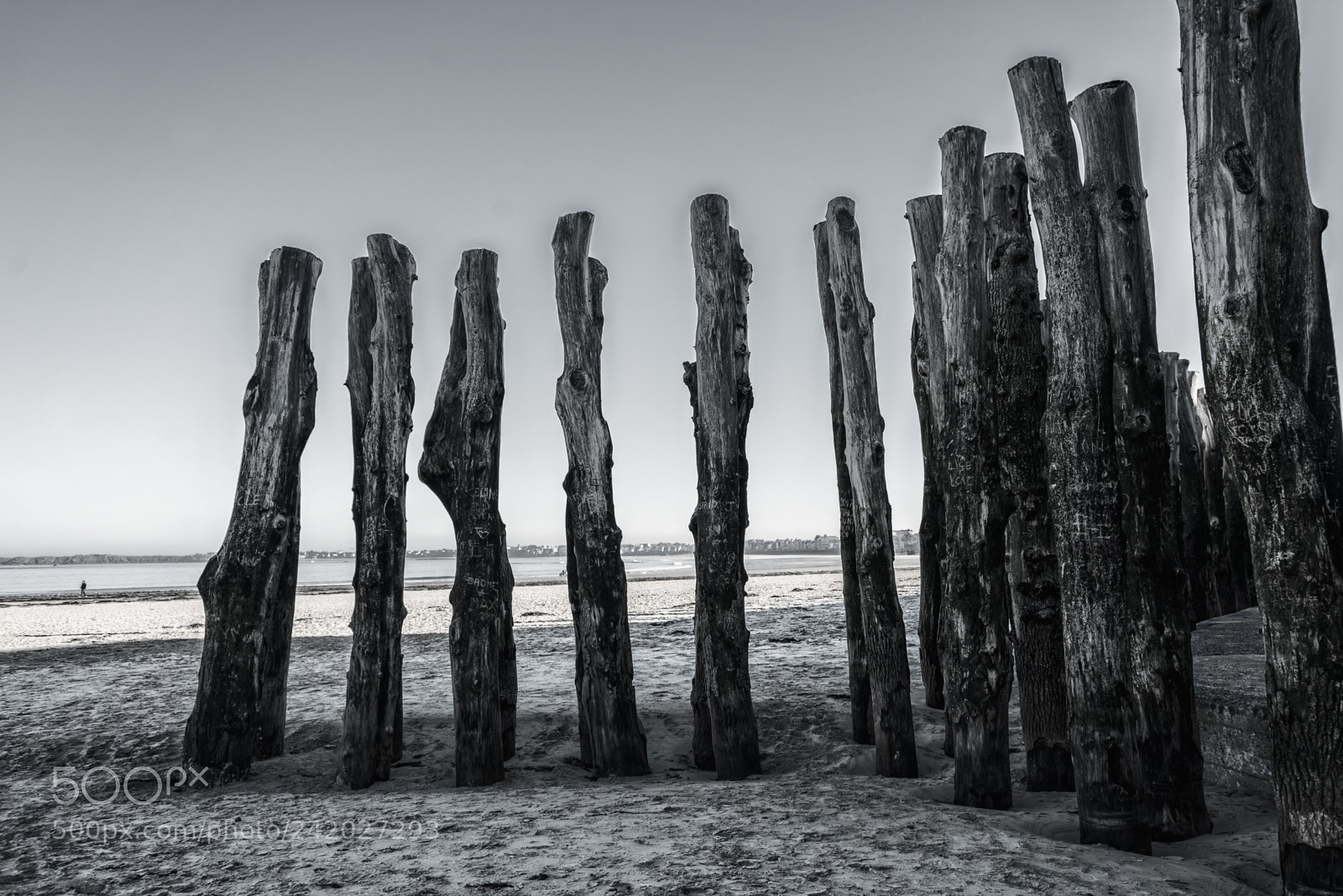 Nikon D600 sample photo. Wood piles at low photography