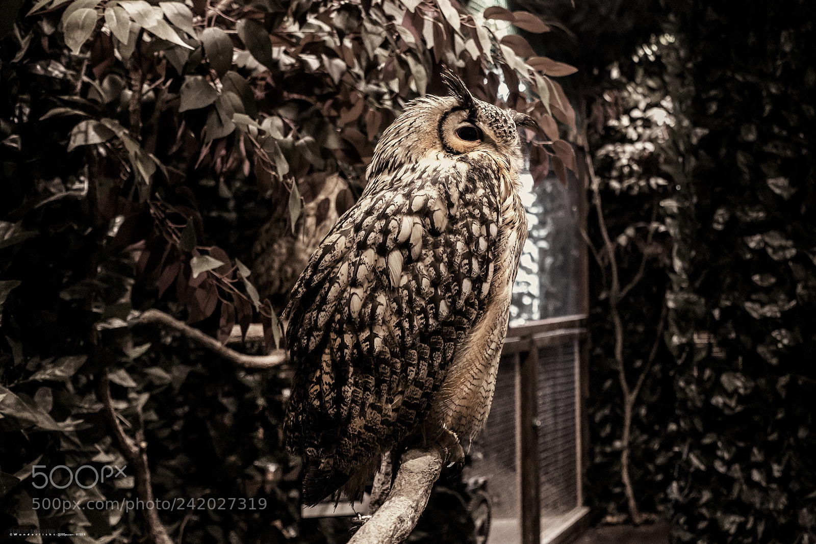 Sony Cyber-shot DSC-RX100 III sample photo. Owl (i) photography