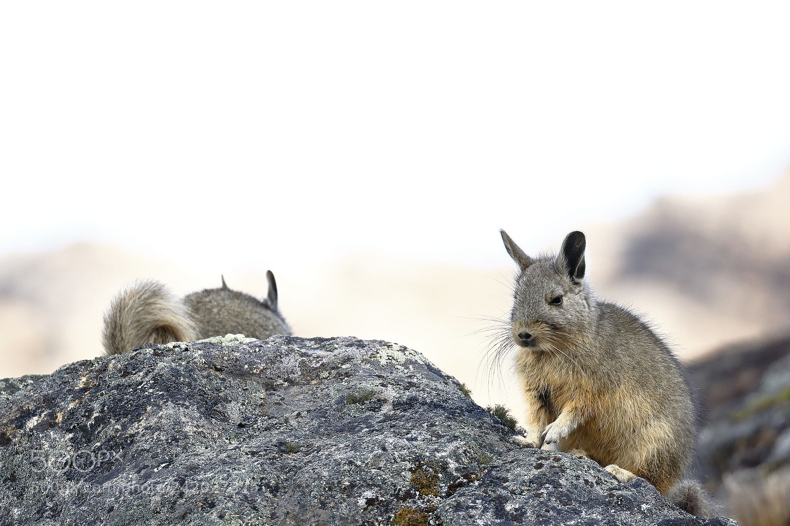 Canon EOS 7D Mark II sample photo. Vizcacha (lagidium viscacia) photography