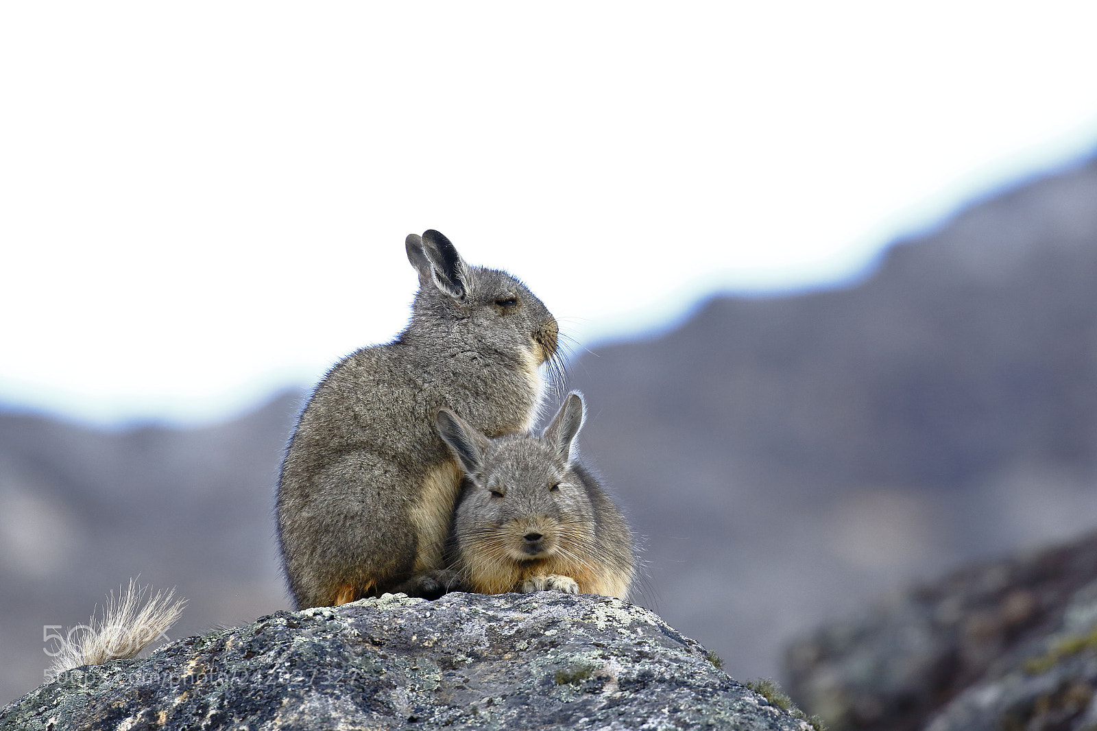 Canon EOS 7D Mark II sample photo. Vizcacha (lagidium viscacia) photography