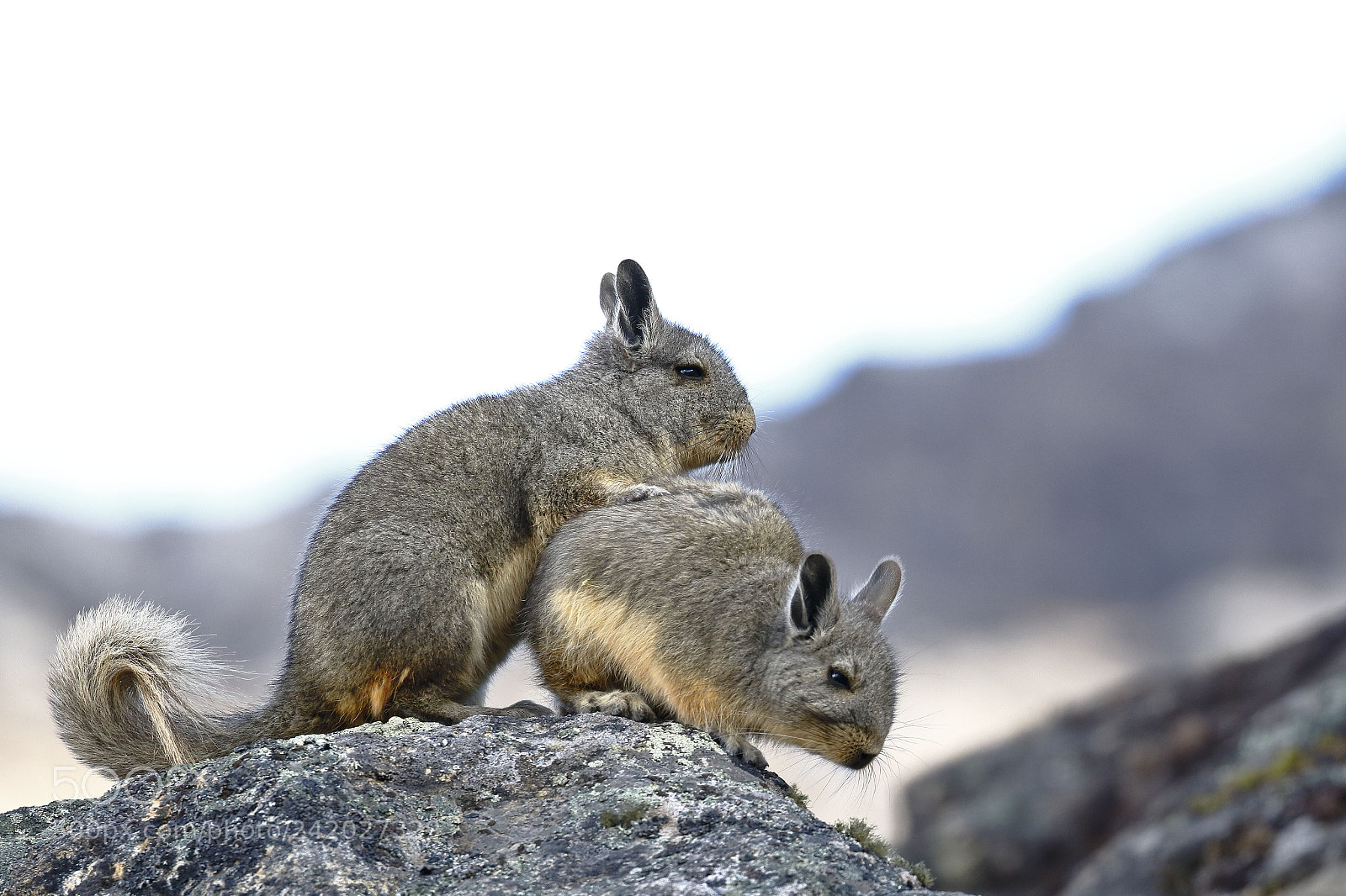 Canon EOS 7D Mark II sample photo. Vizcacha (lagidium viscacia) photography