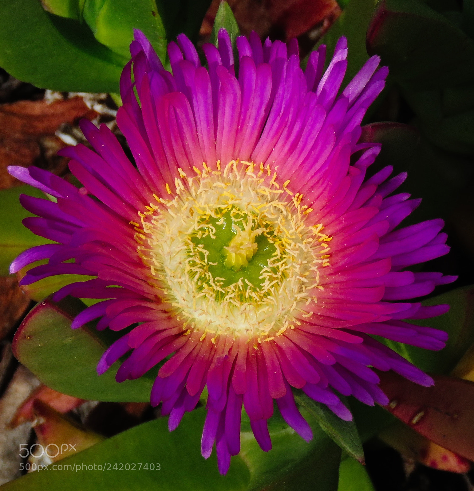 Canon PowerShot SX60 HS sample photo. A deep purple dandelion photography