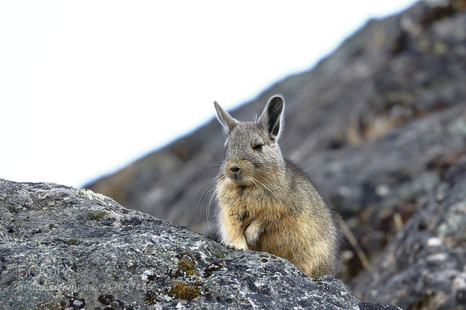 Canon EOS 7D Mark II sample photo. Vizcacha (lagidium viscacia) photography