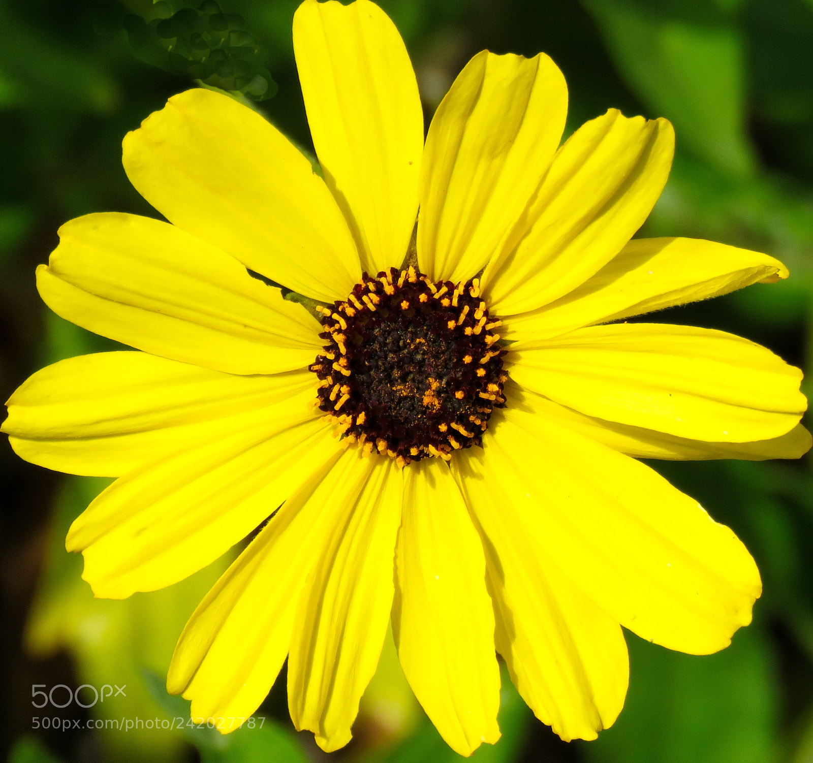 Canon PowerShot SX60 HS sample photo. A great gold daisy photography