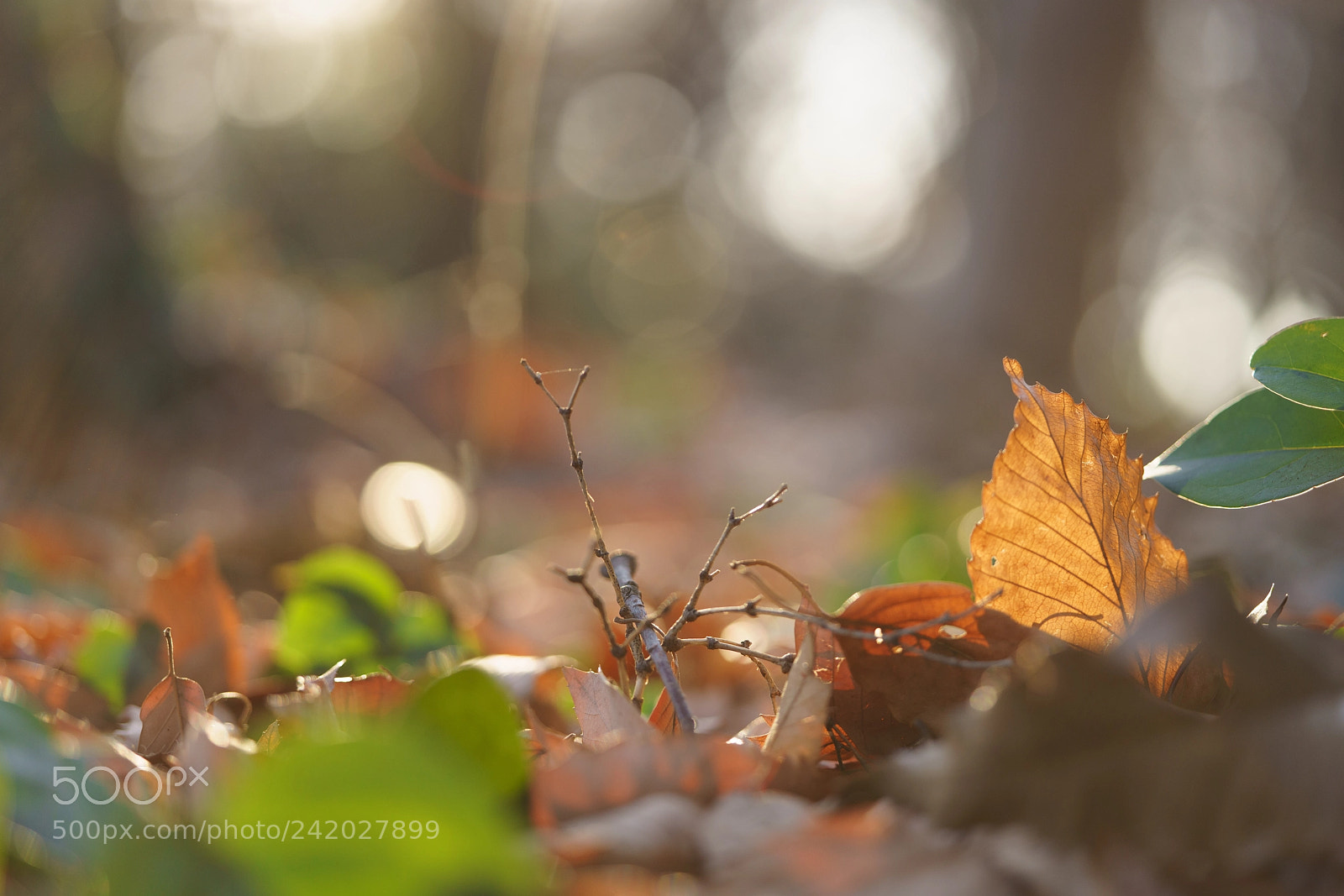 Sony a7R III sample photo. Winter colors photography