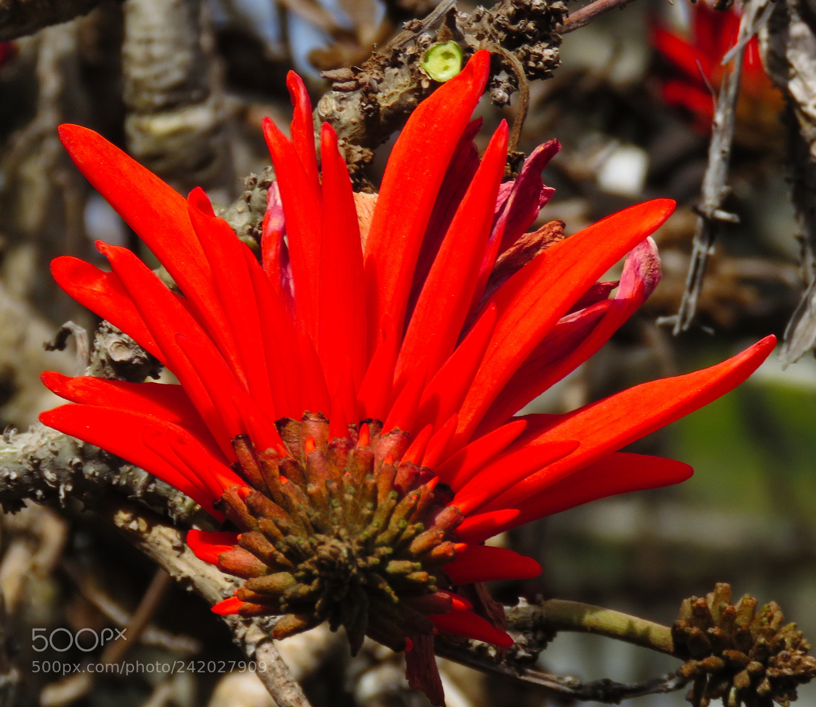 Canon PowerShot SX60 HS sample photo. A great looking red photography