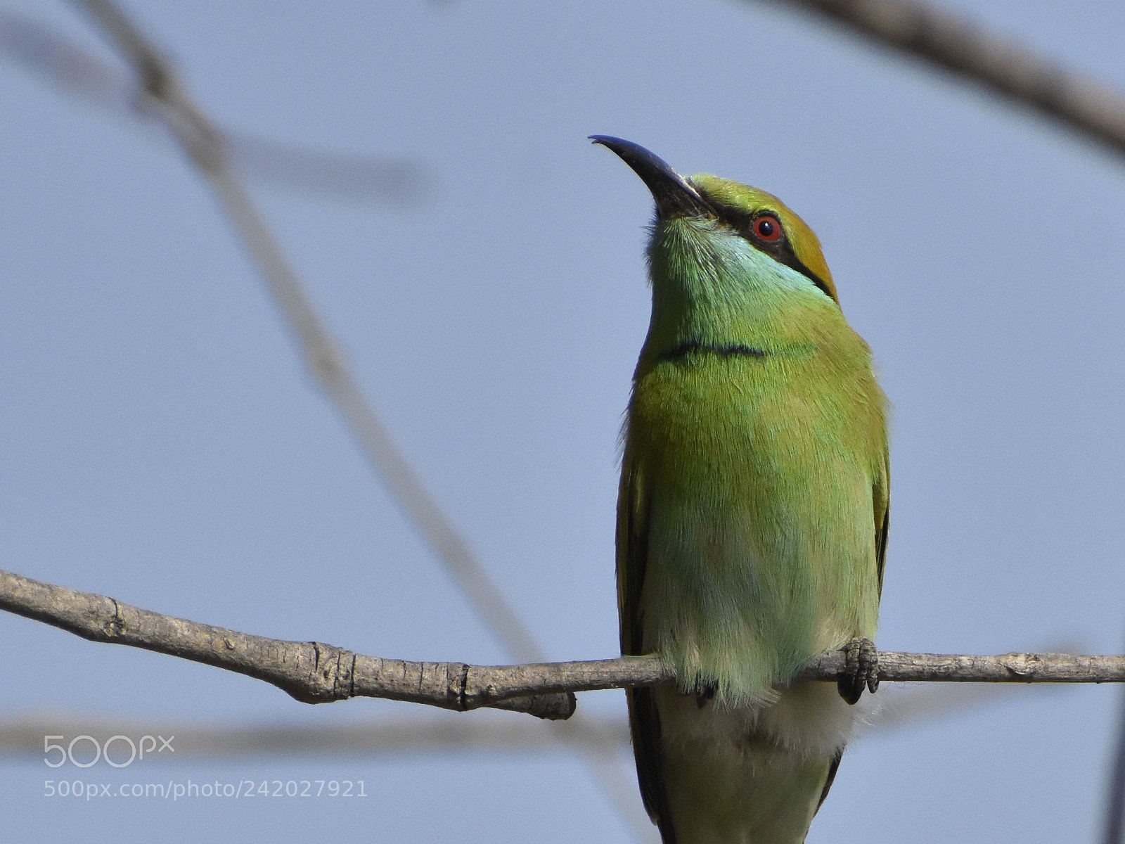 Nikon D3400 sample photo. Bird portrait ;) photography