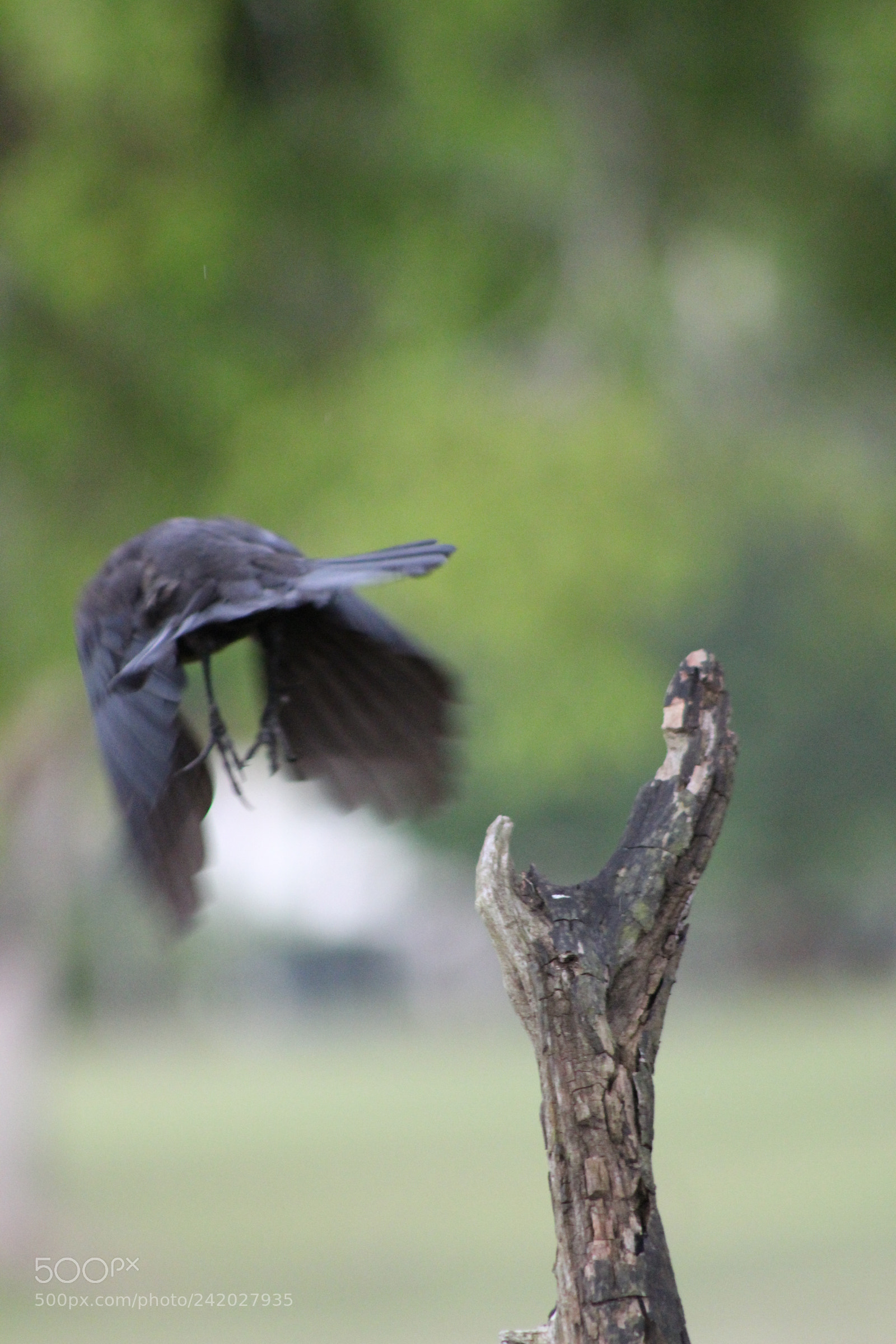 Canon EF 75-300mm f/4-5.6 sample photo. Img photography