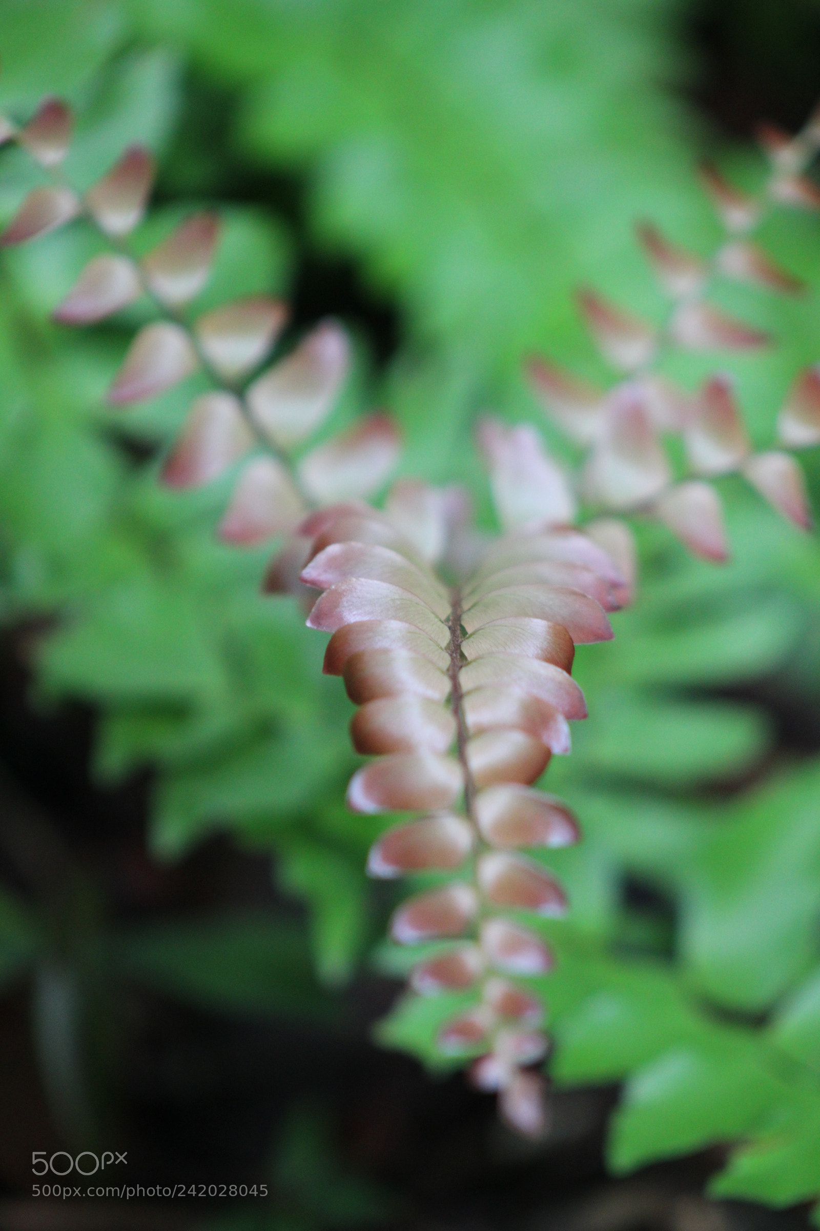 Canon EF 75-300mm f/4-5.6 sample photo. Img photography