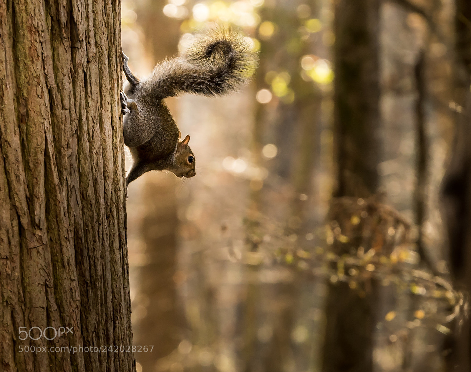 Nikon D5500 sample photo. Congaree national park  photography