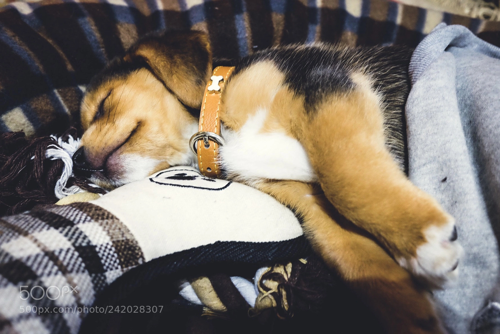 Fujifilm X70 sample photo. When sleep is life photography