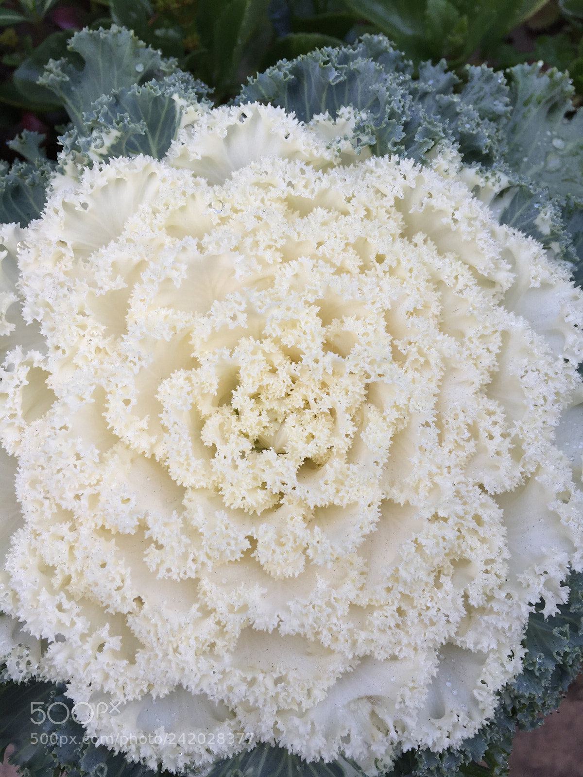 Apple iPhone 6 sample photo. Flower photography
