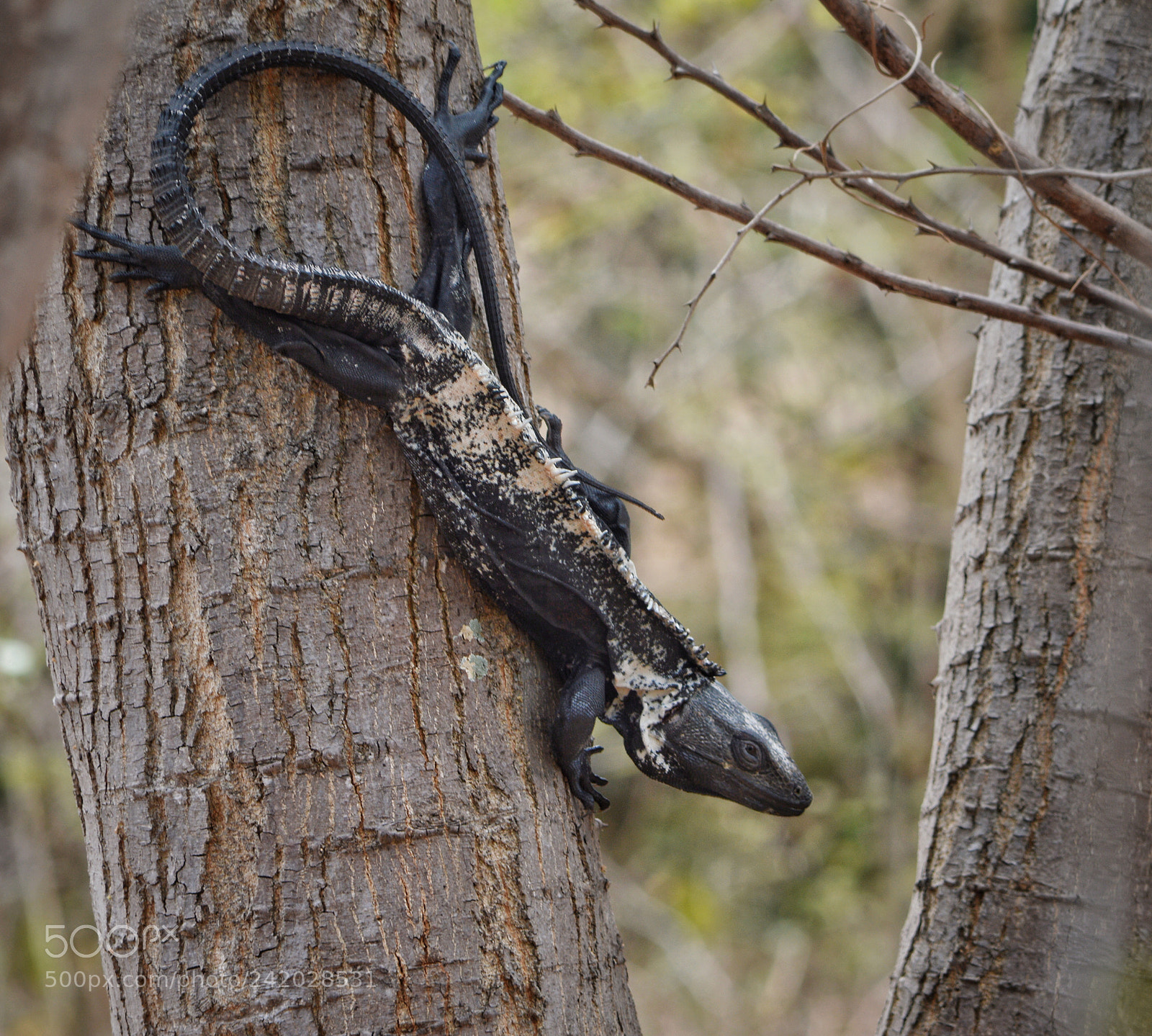 Nikon D3200 sample photo. Iguana negra mexicana en photography
