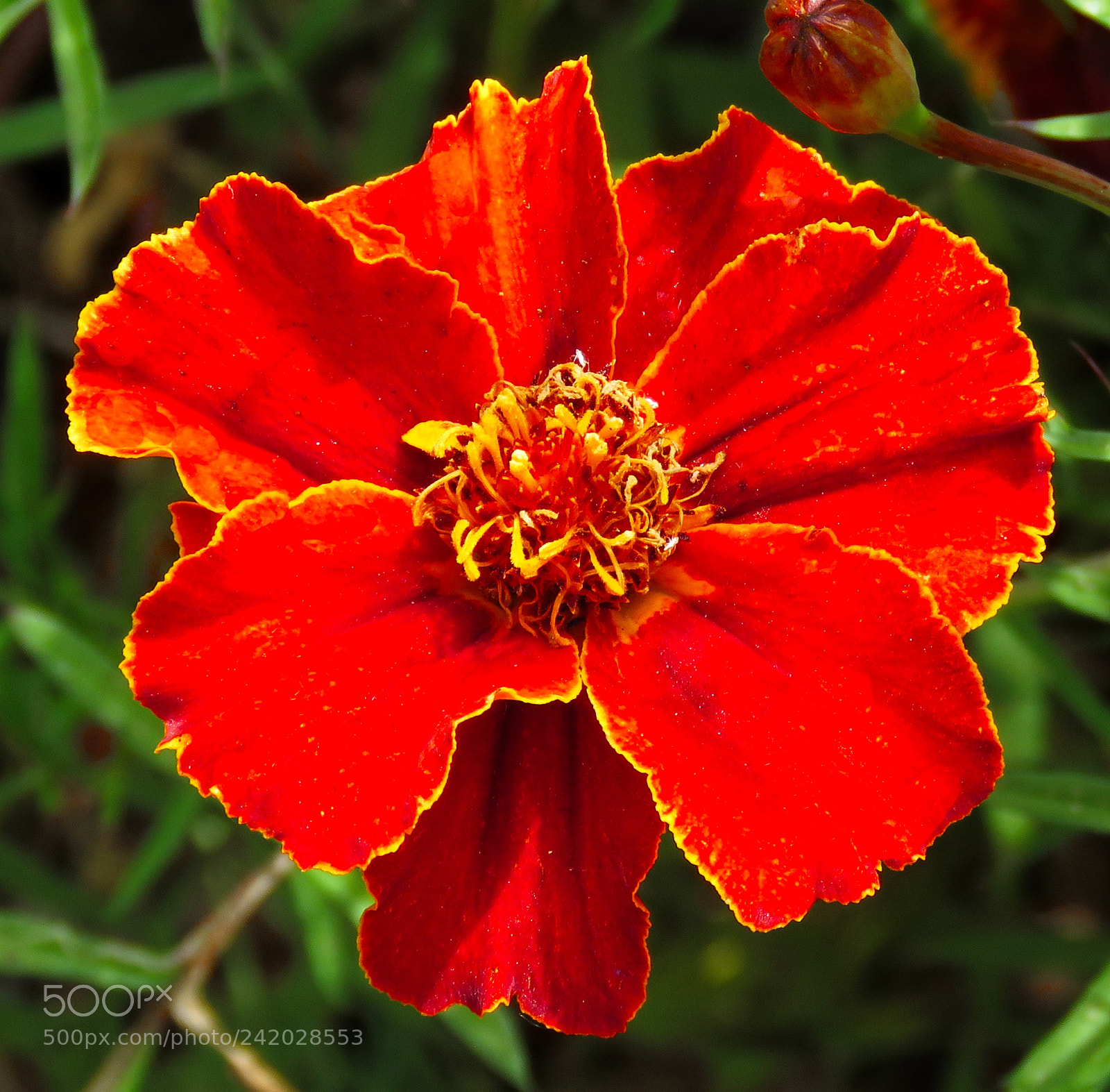 Canon PowerShot SX60 HS sample photo. A spectacular red flowre photography