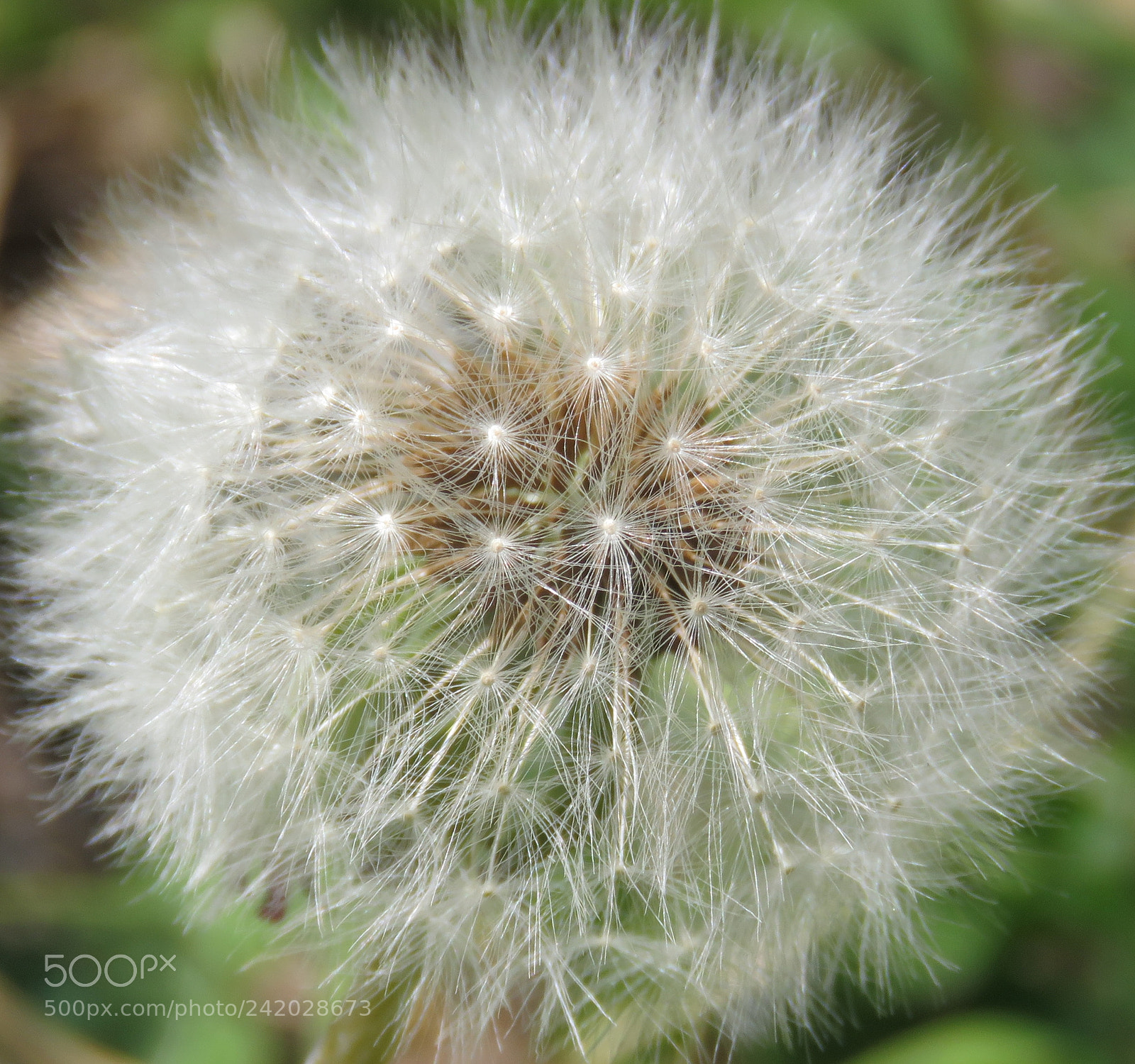 Canon PowerShot SX60 HS sample photo. A final white puffball photography