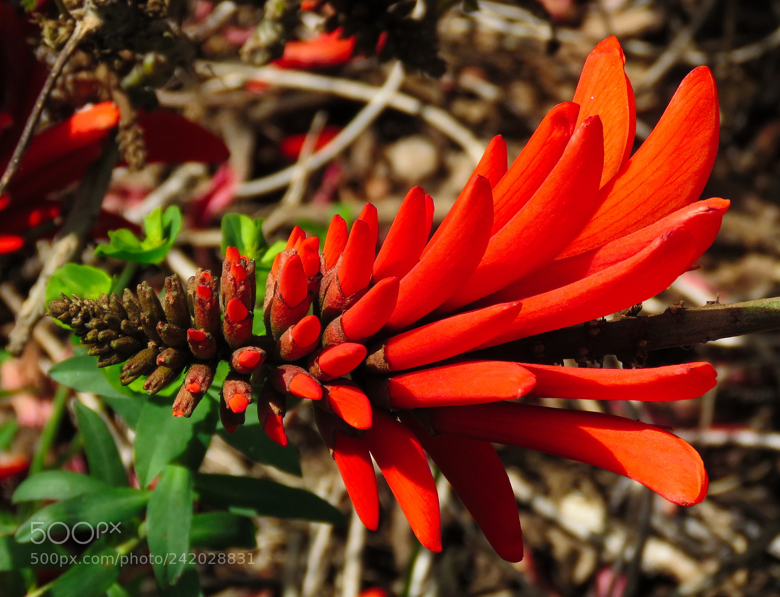 Canon PowerShot SX60 HS sample photo. A fantastic red pinecomb photography